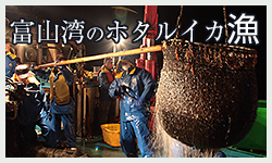 富山湾のホタルイカ漁